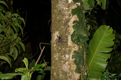 Avicularia juruensis
