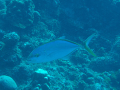 Caranx bartholomaei