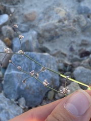 Eriogonum deflexum