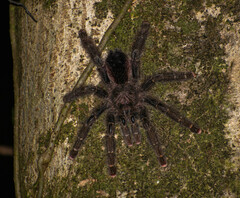 Avicularia juruensis