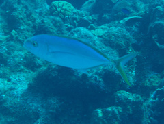 Caranx bartholomaei