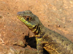 Tropidurus catalanensis