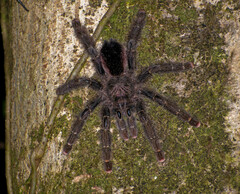 Avicularia juruensis