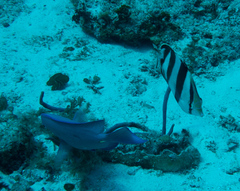 Acanthurus coeruleus