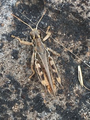 Melanoplus devastator