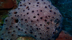 Ircinia felix