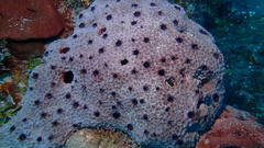 Ircinia felix