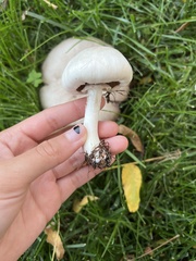 Agaricus californicus