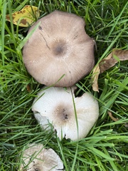 Agaricus californicus