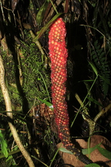 Anthurium pedatum