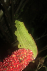 Anthurium pedatum