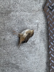 Cistothorus stellaris