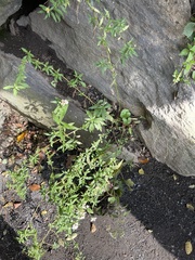 Erigeron karvinskianus