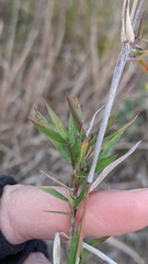 Dichanthelium lanuginosum