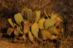 Opuntia basilaris basilaris