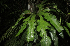Anthurium pedatum