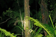 Calycophyllum