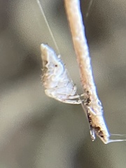 Uloborus glomosus