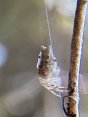 Uloborus glomosus