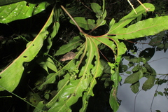 Anthurium pedatum