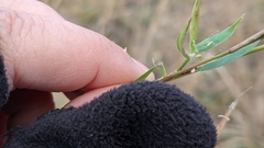 Dichanthelium lanuginosum