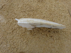 Sepia mestus