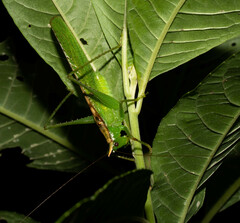 Melanophoxus brunneri