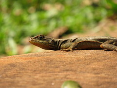 Tropidurus catalanensis
