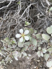 Geranium cuneatum