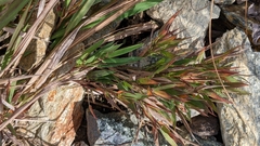 Dichanthelium lanuginosum