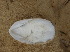 Sepia mestus
