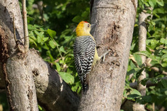 Melanerpes hoffmannii