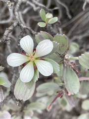 Geranium cuneatum