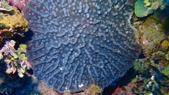 Mycetophyllia