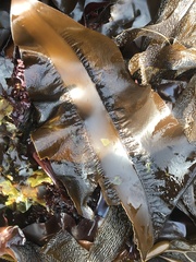 Pleurophycus gardneri