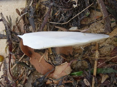Sepia mestus