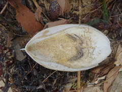 Sepia mestus