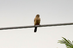 Sporophila