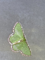 Synchlora pulchrifimbria