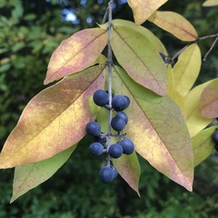 Ligustrum obtusifolium