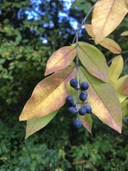 Ligustrum obtusifolium