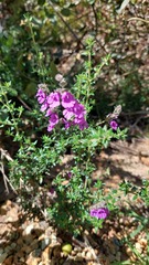 Prostanthera hirtula