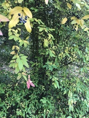 Ligustrum obtusifolium