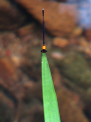 Prodasineura croconota