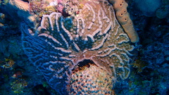Mycetophyllia