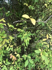 Ligustrum obtusifolium