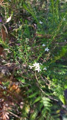 Olearia ramulosa