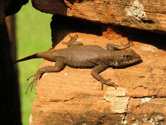 Tropidurus catalanensis