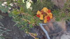 Dillwynia sericea
