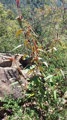 Lasiopetalum macrophyllum